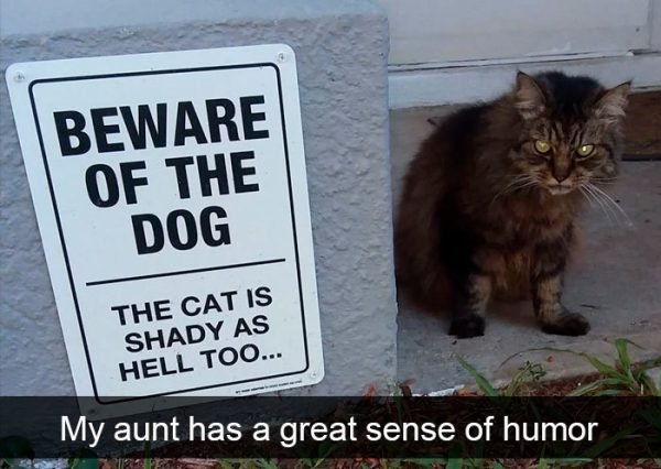 When You Have A Cat (32 pics)