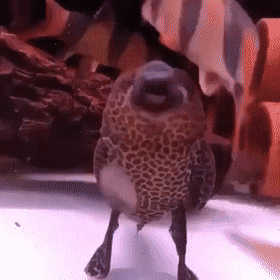 Acid Gifdump, November 29 (25 gifs)