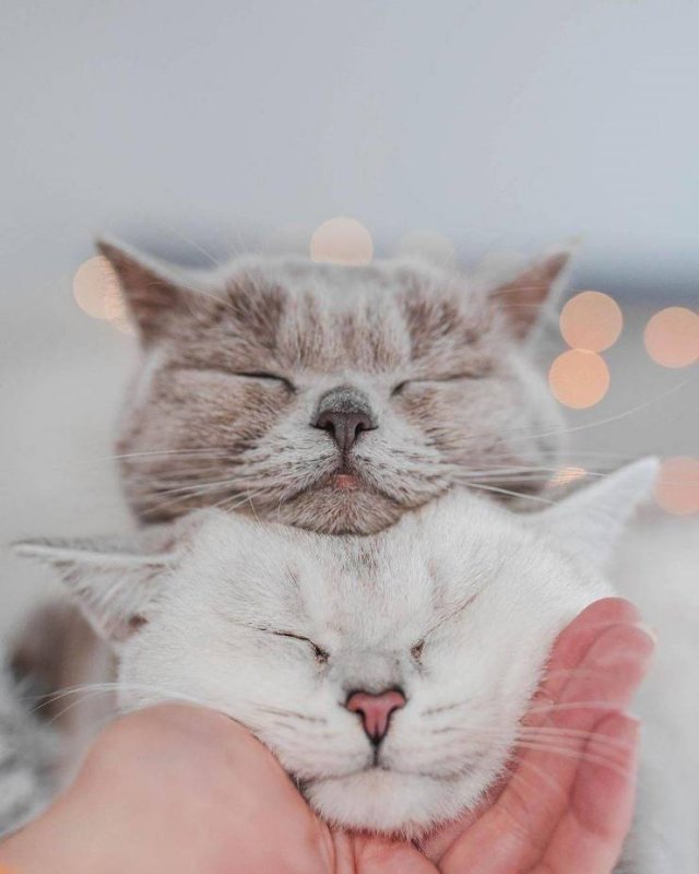 More Than Just Photos (56 pics)
