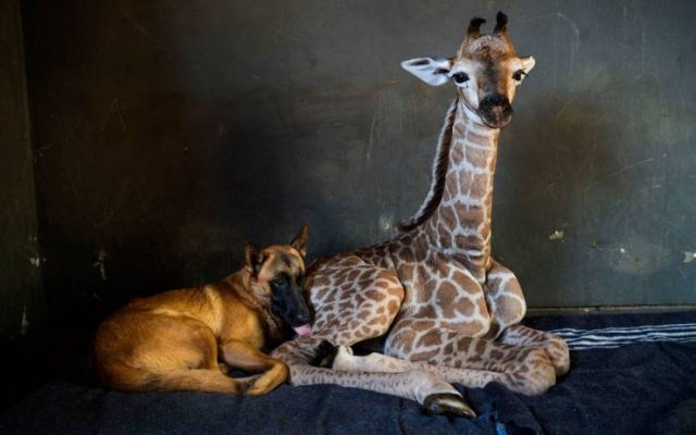 More Than Just Photos (56 pics)