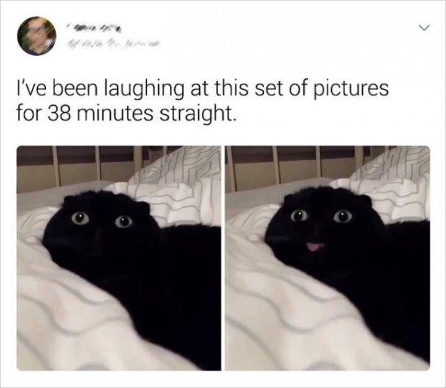 Cats Memes (20 pics)