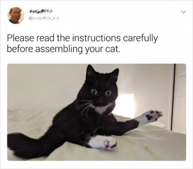 Cats Memes (20 pics)