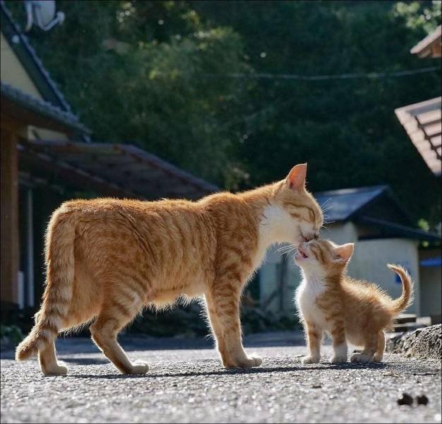 More Than Just Photos (56 pics)