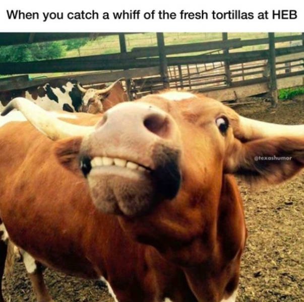 Texas Memes (53 pics)