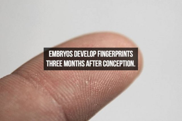 Interesting Facts About People (23 pics)