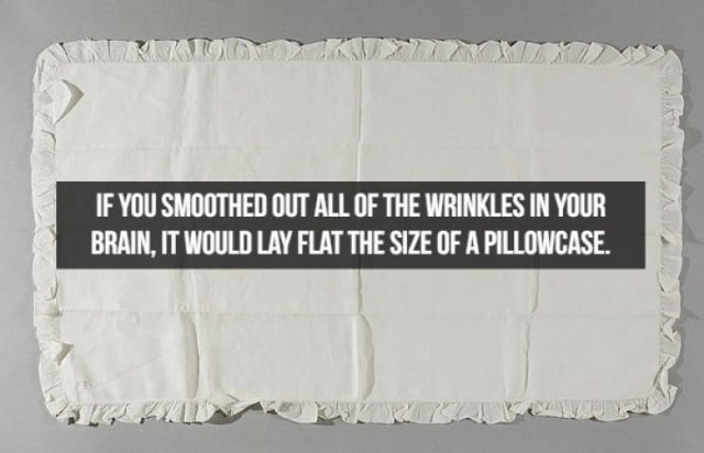 Interesting Facts About People (23 pics)