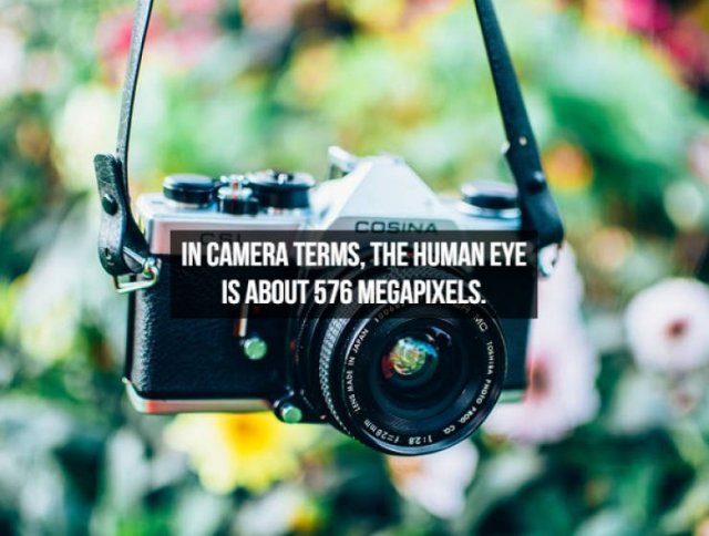 Interesting Facts About People (23 pics)