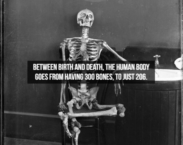 Interesting Facts About People (23 pics)