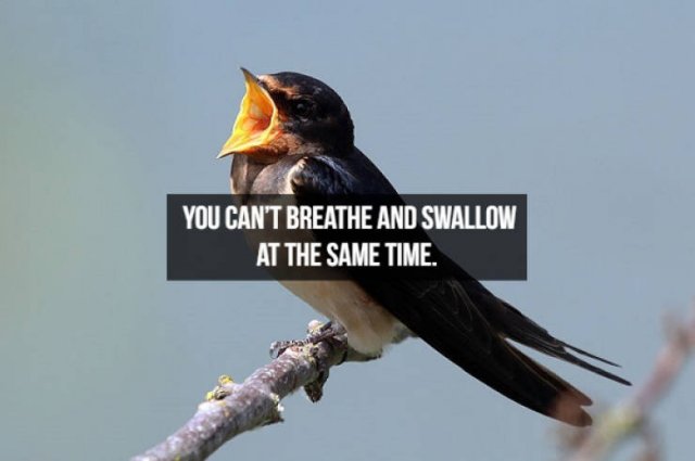 Interesting Facts About People (23 pics)