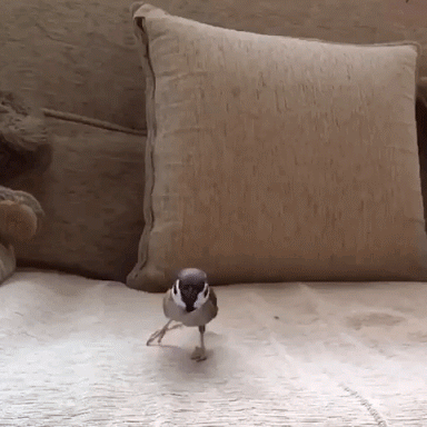 Acid Gifdump, December 3 (25 gifs)