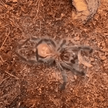 Scary And Unexpected Moments (15 gifs)