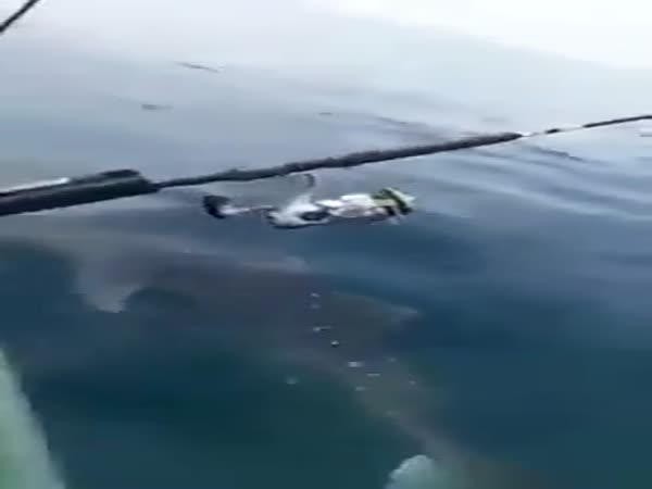 Little Whale Shark In Trouble