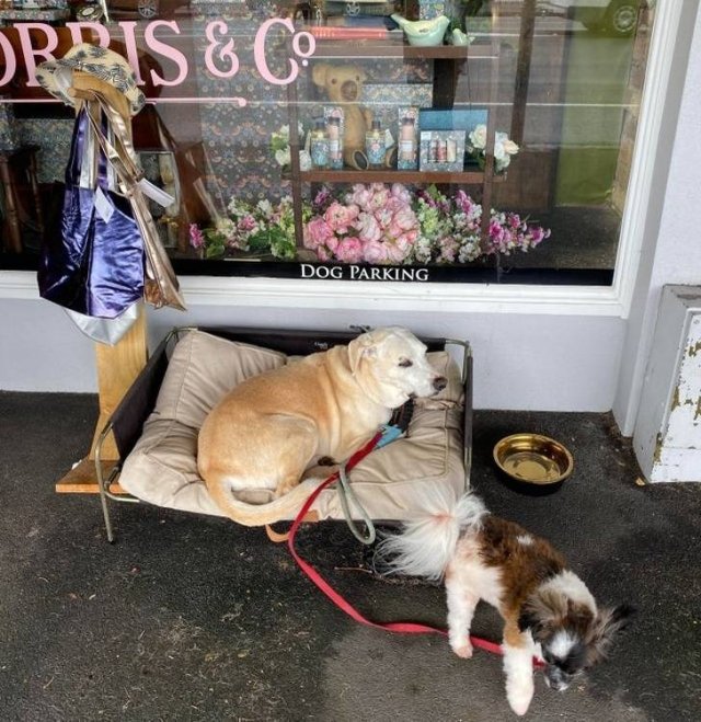 They Care More Than Others (24 pics)