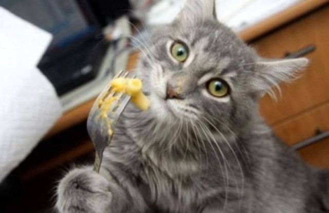 Delicious Mac And Cheese Memes (31 pics)