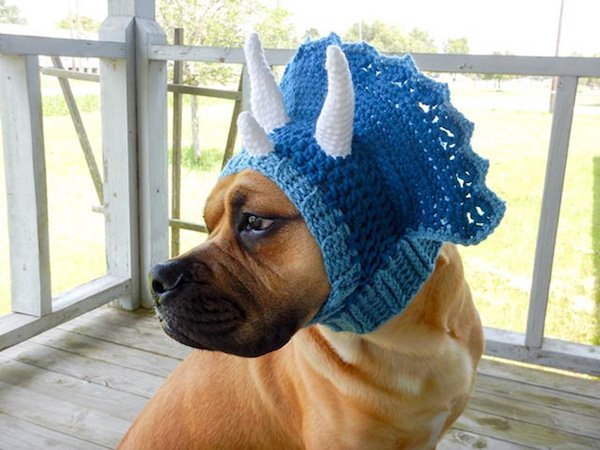 For Sure Your Pet Needs One Of These Croched Hats (27 pics)