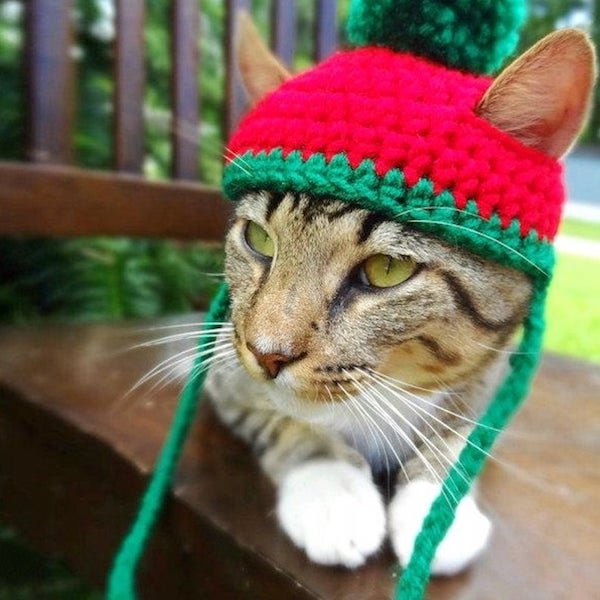 For Sure Your Pet Needs One Of These Croched Hats (27 pics)