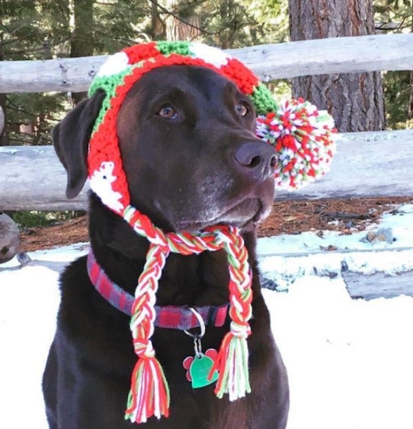 For Sure Your Pet Needs One Of These Croched Hats (27 pics)