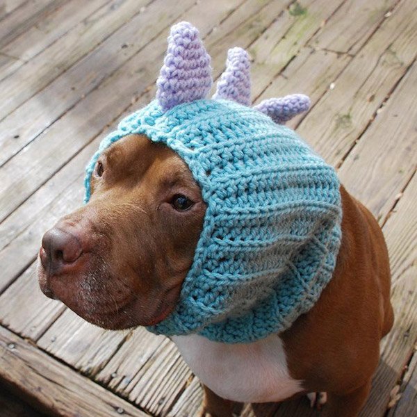 For Sure Your Pet Needs One Of These Croched Hats (27 pics)