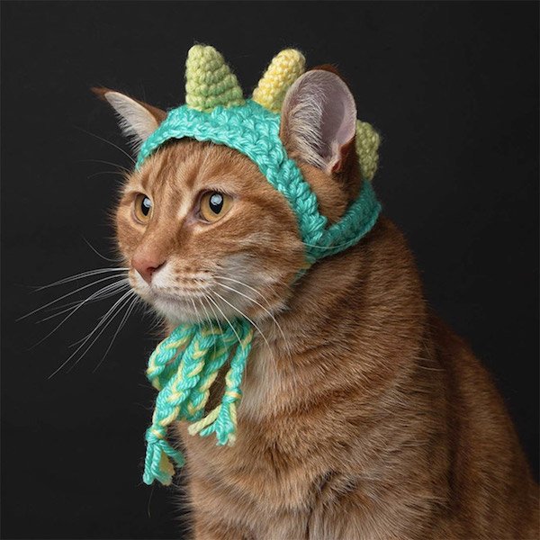 For Sure Your Pet Needs One Of These Croched Hats (27 pics)