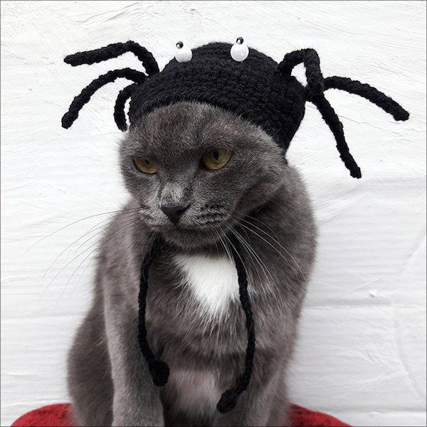 For Sure Your Pet Needs One Of These Croched Hats (27 pics)