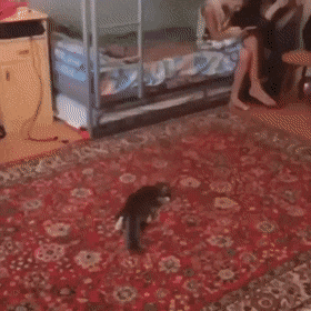 Acid Gifdump, December 5 (25 gifs)
