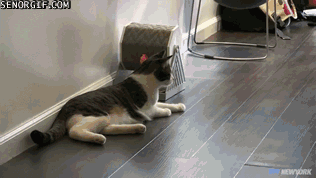 Acid Gifdump, December 6 (25 gifs)