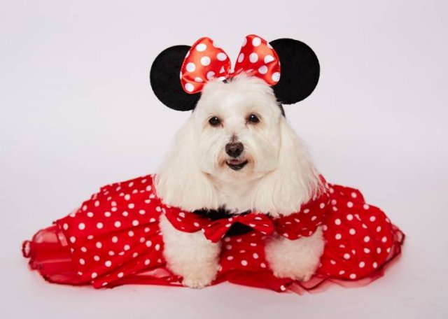 This Woman Spent A Small Fortune On Her Dog (12 pics)