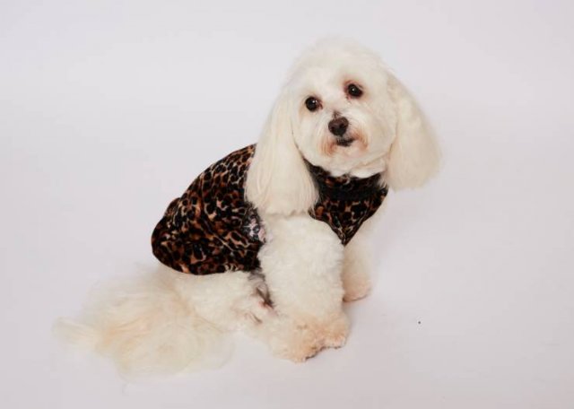 This Woman Spent A Small Fortune On Her Dog (12 pics)