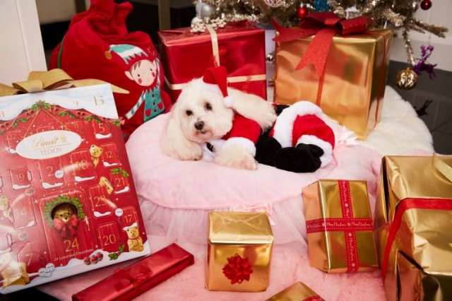 This Woman Spent A Small Fortune On Her Dog (12 pics)