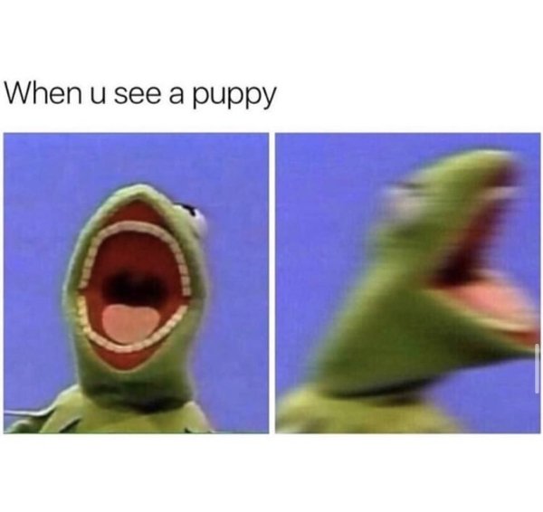 Memes About Pets (23 pics)