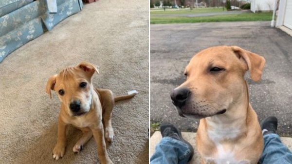 Dogs Grow Up So Fast (25 pics)