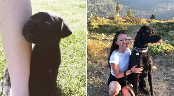 Dogs Grow Up So Fast (25 pics)
