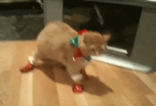 Pets Can't Deal With Their Winter Boots (19 gifs)