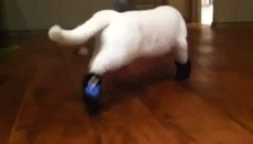 Pets Can't Deal With Their Winter Boots (19 gifs)