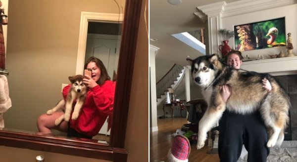 Dogs Grow Up So Fast (25 pics)