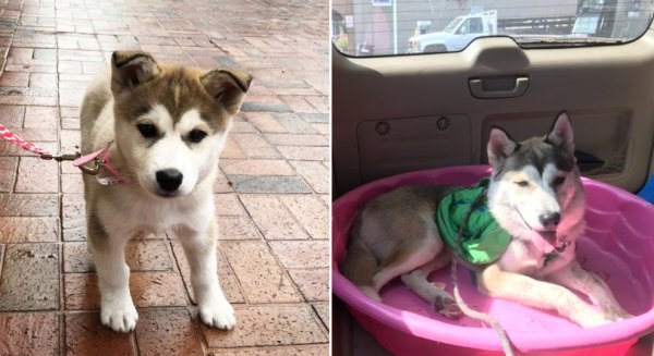 Dogs Grow Up So Fast (25 pics)