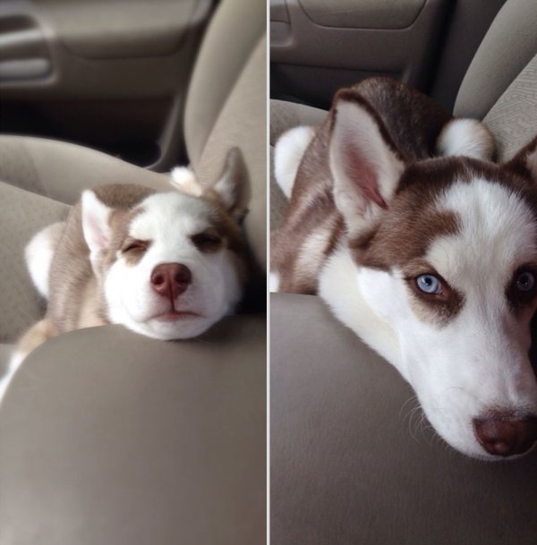 Dogs Grow Up So Fast (25 pics)
