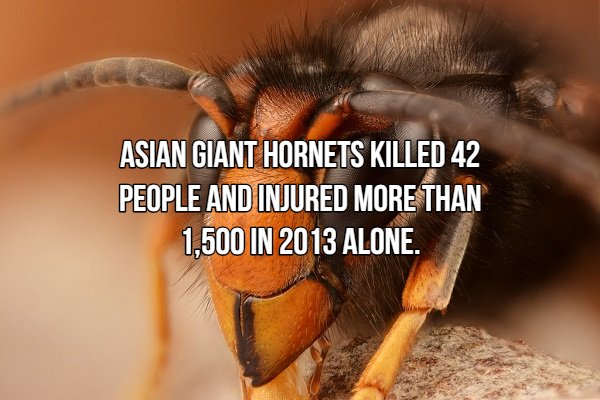 Interesting Facts About Most Dangerous Animals In The World (18 pics)