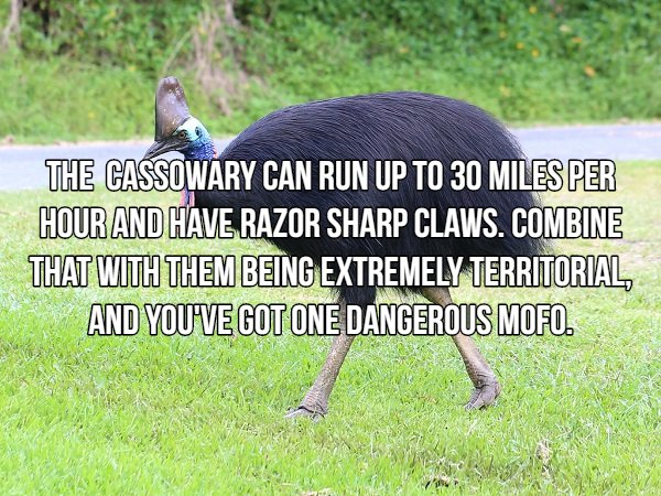 Interesting Facts About Most Dangerous Animals In The World (18 pics)