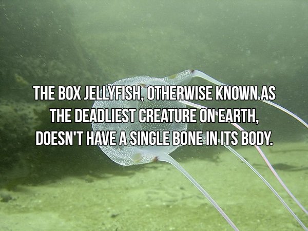 Interesting Facts About Most Dangerous Animals In The World (18 pics)