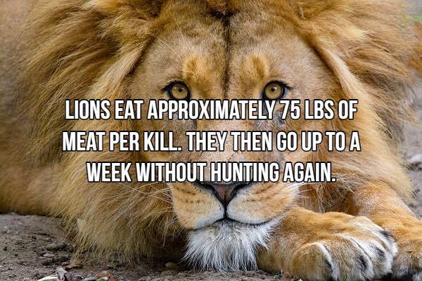 Interesting Facts About Most Dangerous Animals In The World (18 pics)
