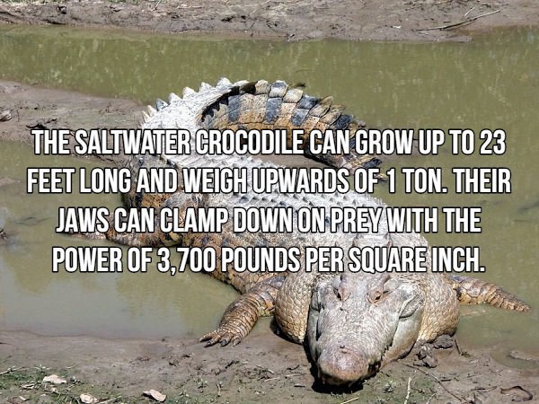 Interesting Facts About Most Dangerous Animals In The World (18 pics)
