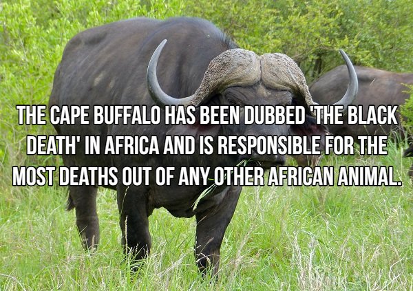 Interesting Facts About Most Dangerous Animals In The World (18 pics)