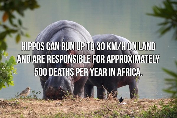 Interesting Facts About Most Dangerous Animals In The World (18 pics)