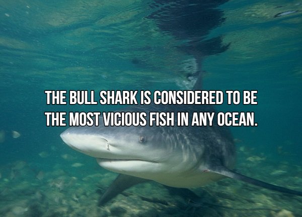Interesting Facts About Most Dangerous Animals In The World (18 pics)