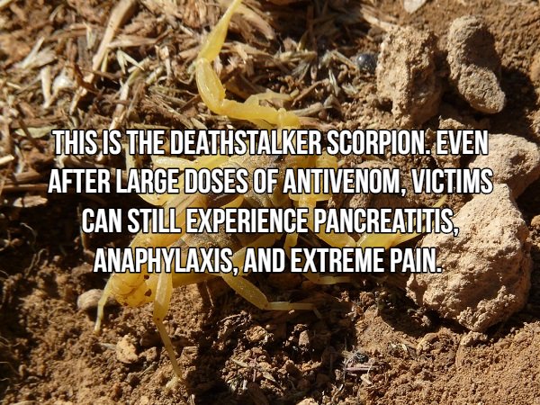 Interesting Facts About Most Dangerous Animals In The World (18 pics)