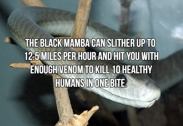 Interesting Facts About Most Dangerous Animals In The World (18 pics)