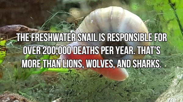 Interesting Facts About Most Dangerous Animals In The World (18 pics)