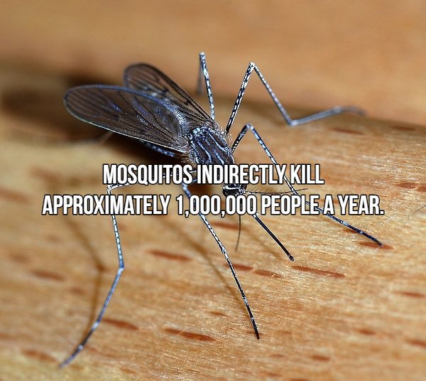 Interesting Facts About Most Dangerous Animals In The World (18 pics)