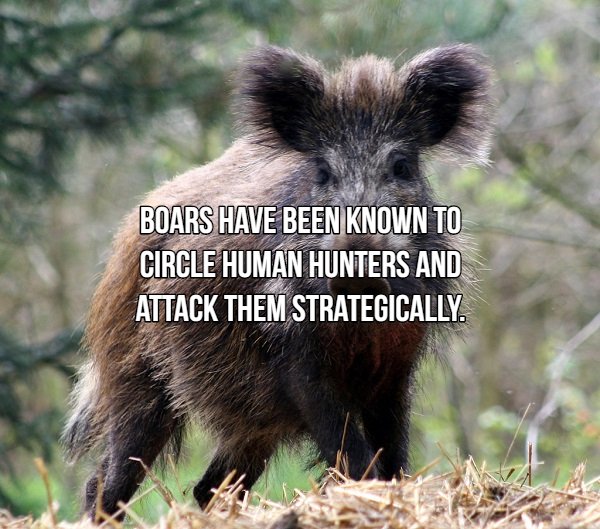Interesting Facts About Most Dangerous Animals In The World (18 pics)